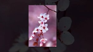 Черри Блоссом 2017 года