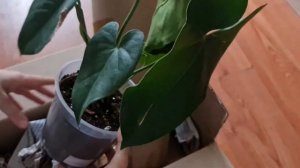 антуриум Юта, распаковка посылки?