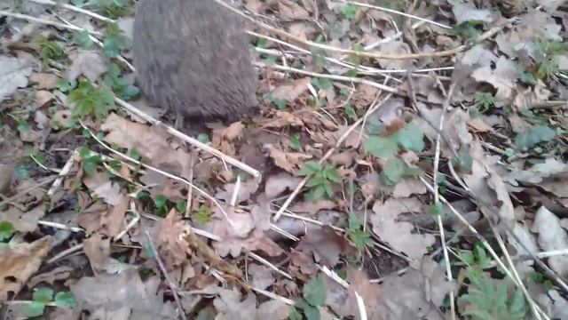 Ура ёжик дома!3 часть.