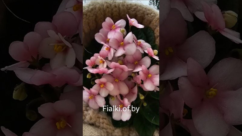 Кухня Фиалки. Могилев. Беларусь.