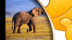 Угадай животных по звуку / Звуки животных /  Часть 1