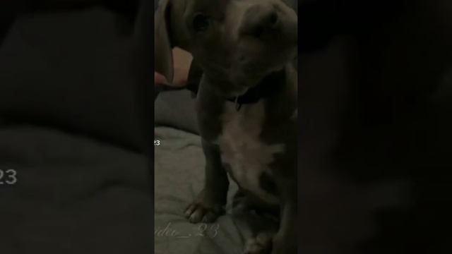 //подборка лучших видео//амстаффы+ротвейлеры//вырезала сама🐆//02:58 мин// 15 видео// смотреть онлайн