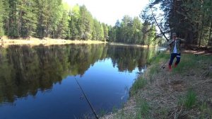 Жор Окуня на таежной реке Евра в ХМАО после нереста.Отличный клёв.