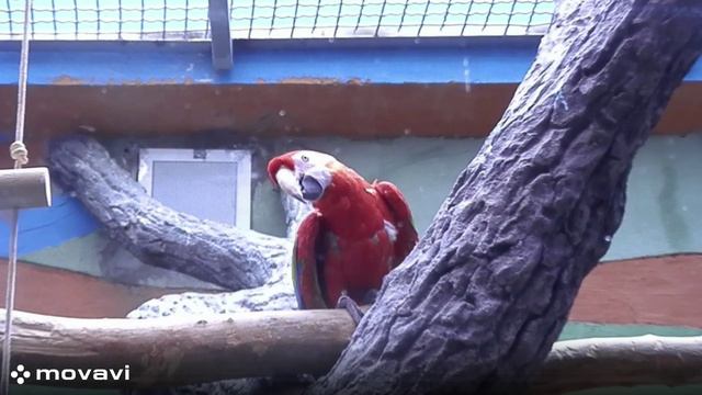 Влог / Московский зоопарк. Попугаи / 8.04.22 год