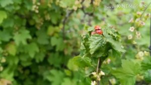 Шпили-Вили  Петров+Баширов