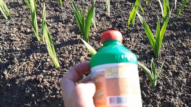 Підживлення гладіолусів до цвітіння