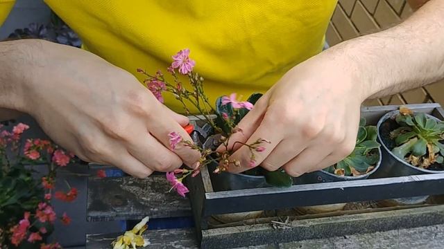 Propagating and Pruning my Lewisia Cotyledon смотреть онлайн