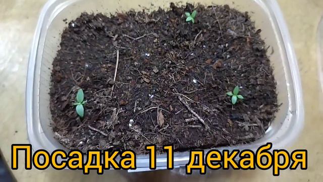 Растёт не только зелень и овощи, а ещё - кое что! смотреть онлайн