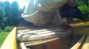 Моё пчеловодство в Удмуртии #14