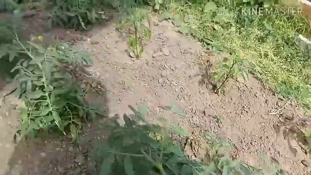 Томат Монгольский карлик,Бонни ММ.Обзор огорода на 22 июня. смотреть онлайн