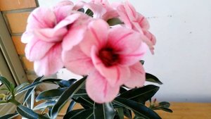 Цветение адениума Swallow