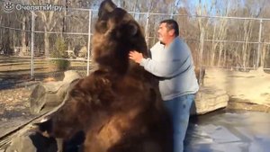 Огромный домашний медведь