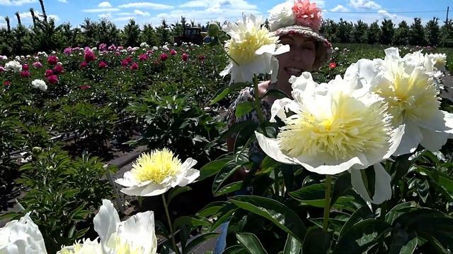 Белый травянистый пион HONEY GOLD / Сад Ворошиловой смотреть онлайн