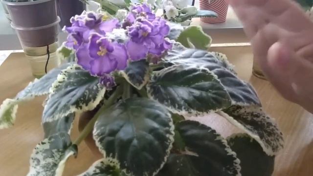 Фиалка. Обрывать ли листочки после ЦВЕТЕНИЯ?/ Немного моих новинок. смотреть онлайн
