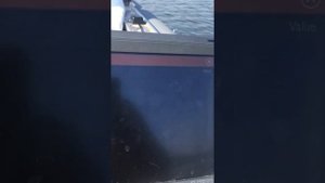 Калибровка магнитного компаса Garmin SteadyCast NMEA 2000