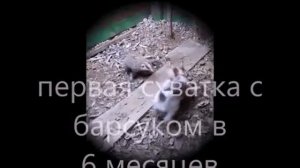 жесткошерстный фокстерьер и охота