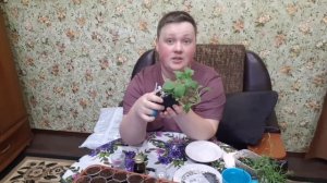 Черенкование ампельной петунии/сурфинии/алиссума, 100% результат!!!