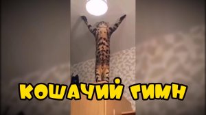 Кошачий гимн #смешныекоты