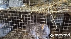 Вес шиншиллы в 4 месяца. Как и чем кормлю кроликов