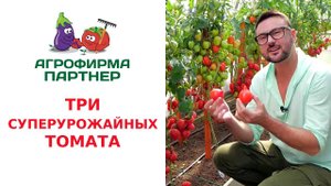 ТРИ СУПЕРУРОЖАЙНЫХ ТОМАТА