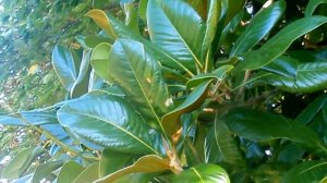 Лазаревское, Сочи. Магнолия, чудо-плоды. Октябрь 2013