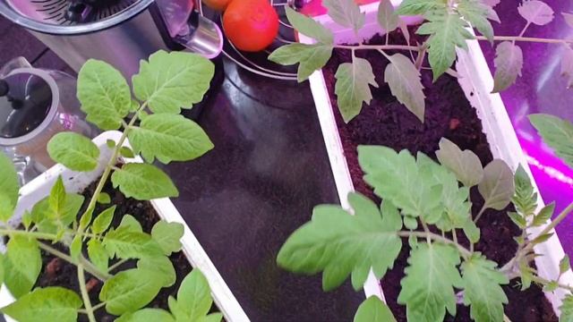 Сравнение роста растений под фитолампой красно-синего и белого фитосвета. смотреть онлайн