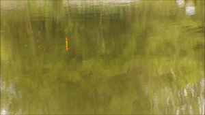 Карп на платнике. Херабуна.Открытие сезона 2014.