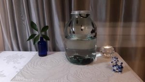 Поведение медицинских пиявок или как распознать их настроение