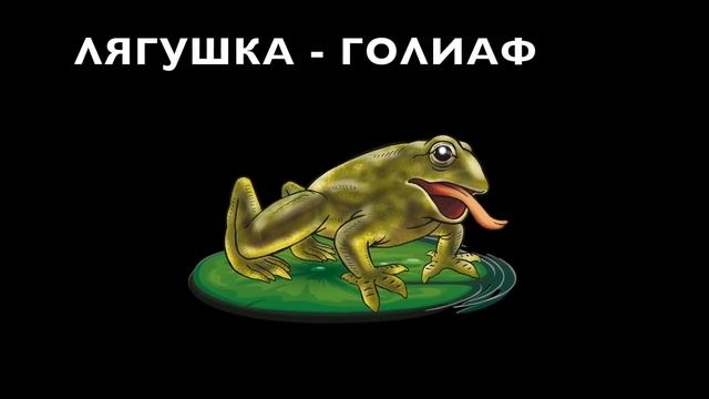 Лягушки и Ко 
