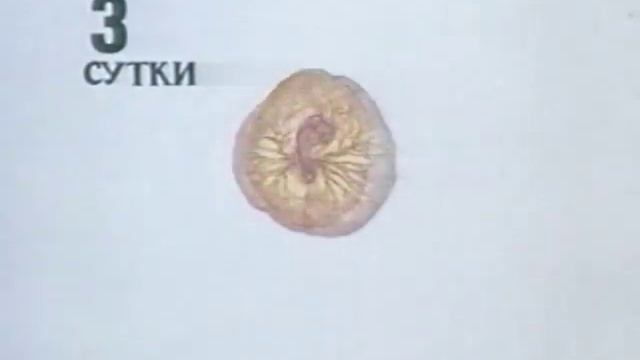 Эмбриональное развитие птиц