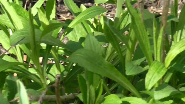 Фиалка лесная и садовая смотреть онлайн