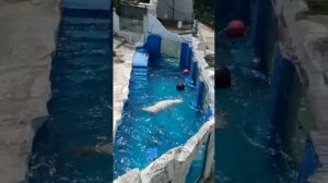 Белый медведь Алмаз  купается в отремонтированном бассейне и наслаждается летним солнцем.