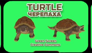 ДРЕВНЯЯ ЧЕРЕПАХА хромакей футаж на зелёном фоне. Видео анимация GREEN SCREEN.