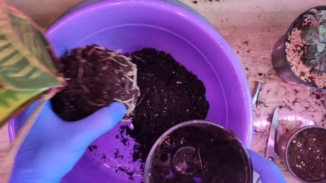 Пересаживаю цветы:1. Кого куда зачем и во что. смотреть онлайн