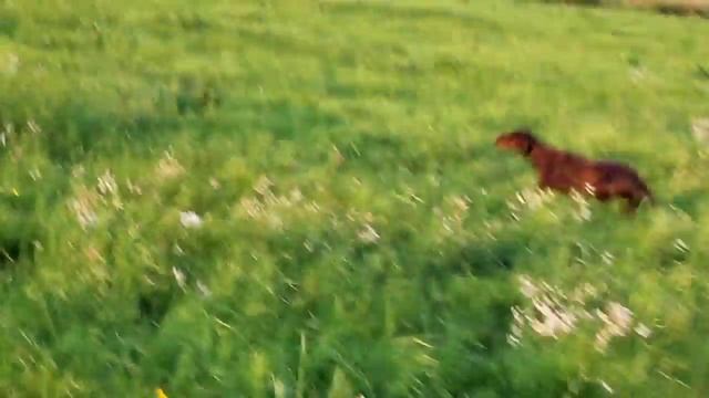 Сосновка охота мэгги2014 авг смотреть онлайн