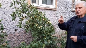 Унаби (зизифус китайский). Сравнение урожая покупного и выращенного саженца из косточки