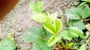 Собираю Клубнику сорт Маршал. Чем травила картошку, помогло или нет.