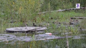 В Сургуте жители просят сохранить пруд, который на самом деле является лужей. Зачем им она?