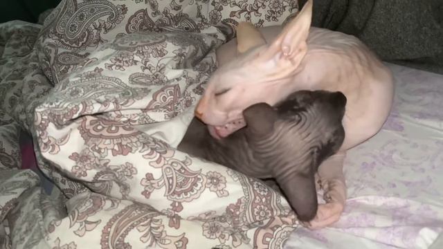 Коты Сфинксы Любят друг друга Моются Cat sphynx washing Biden Says Putin Is a Killer
