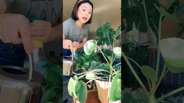 Just a crazy #plantlady #plantmama #plantladyoftiktok #MomsofTikTok #monstera #pothos #pilea #snake