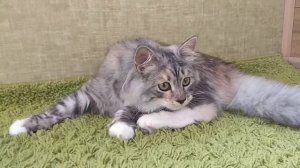 Сибирский котёнок, 6 месяцев