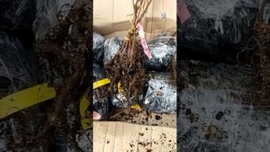 Ежевика Галакси и Сумрак
