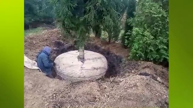 Пересадка взрослого хвойного дерева высотой 8 и более метров смотреть онлайн