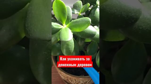 Как ухаживать за денежным деревом ?