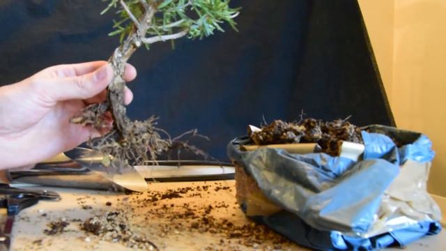 Trasplante Romero 2016 (Rosmarinus officinalis) смотреть онлайн