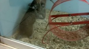 Дегу дерутся