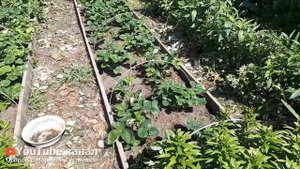 Клубника После Плодоношения - Обрезка Клубники Летом. Сажаем новую КЛУБНИКУ / с Мариной Гусаковой