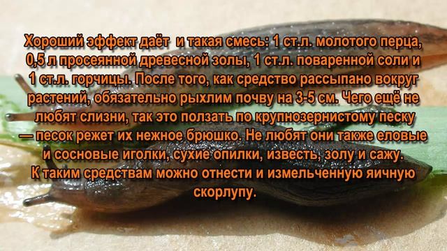 Как бороться со слизнями. Как избавиться от слизней на огороде. смотреть онлайн