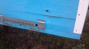 ?? ЛЕТКИ В ЗИМУ ЗАКРЫВАЕМ ЗАДВИЖКОЙ С СЕТКОЙ ПРОТИВ МЫШЕЙ!??