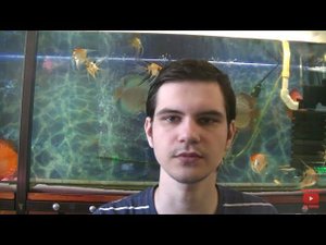 Пытаюсь сделать новую пару Дискусов. Дискусы с мальком.